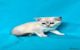 British Shorthair cats for sale: 🐾Purebred BSH kittens🐾 - Image 9