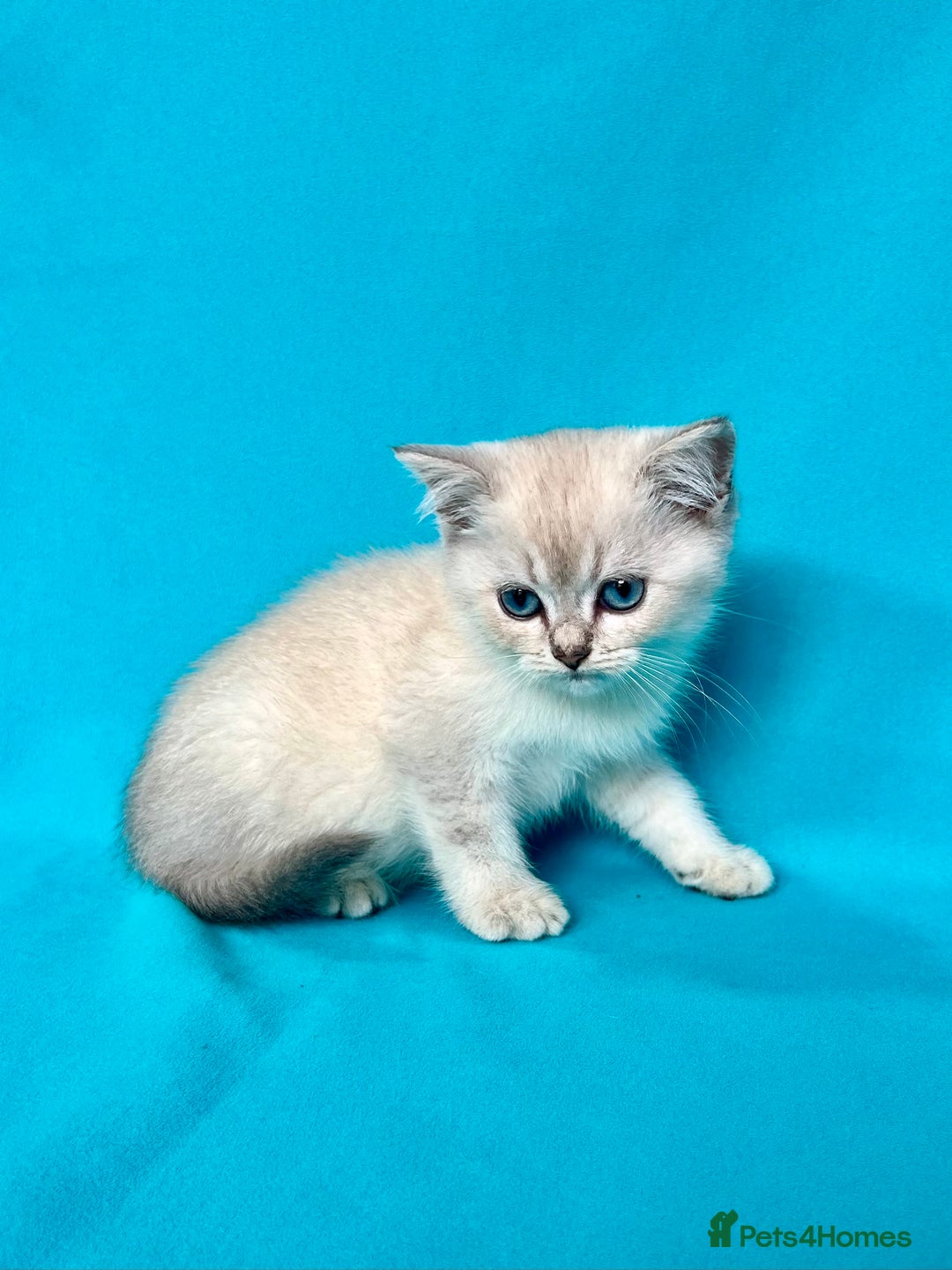 British Shorthair cats for sale: 🐾Purebred BSH kittens🐾 - Image 9