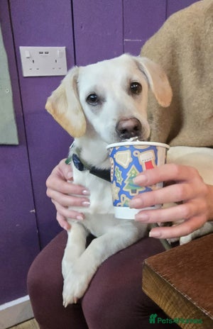 Mixed Breed dogs MINNIE - Advert 3