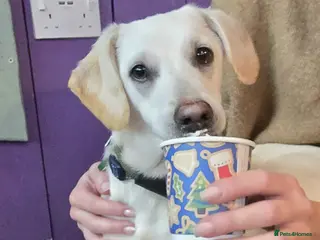 Mixed Breed dogs MINNIE - Advert 12