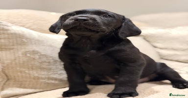 Labrador Retriever dogs - Advert 8