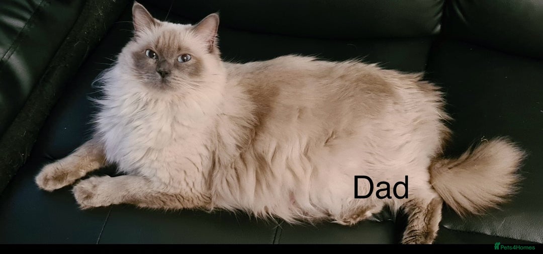 Ragdoll cats for sale: Stunning bluepoint Ragdoll kittens - Image 35