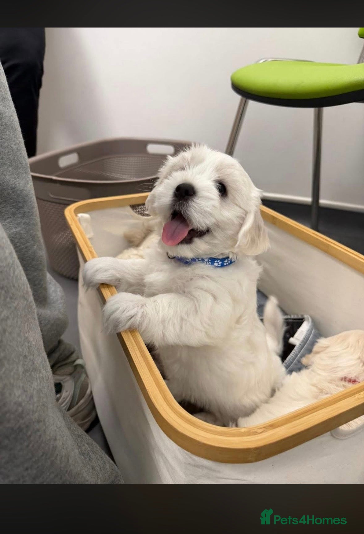 Maltese dogs for sale: READY HOME 30.05  - Advert 4