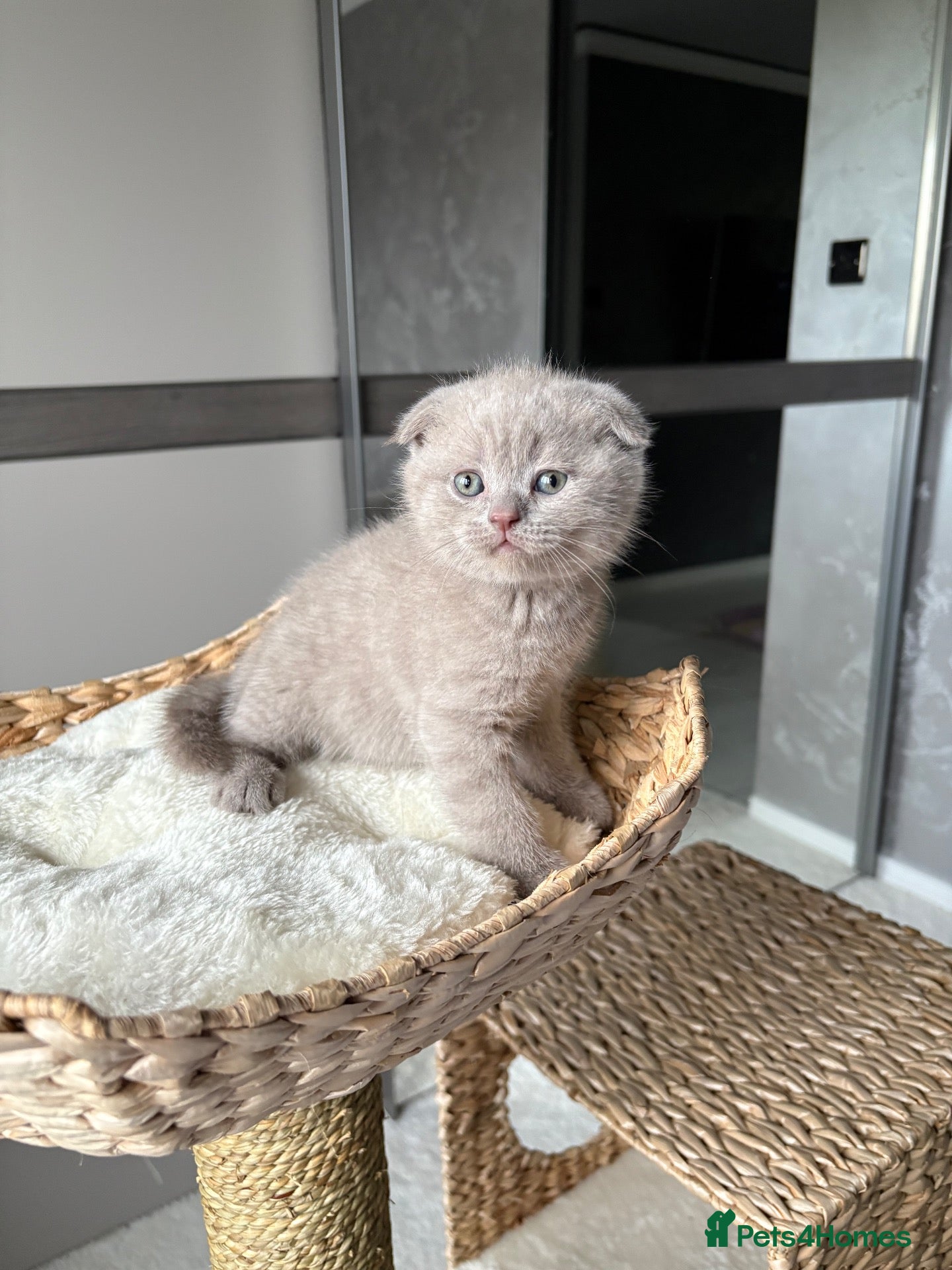 Scottish Fold cats 7 Beautifully Scottish Fold/Straight kittens - Advert 2