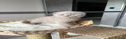 Scottish Fold cats for sale: 7 Beautifully Scottish Fold/Straight kittens - Advert 21