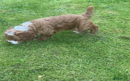 Cockapoo dogs for sale: Toy F1 Cockerpoo Puppies x2 girls x2 boys - Image 9