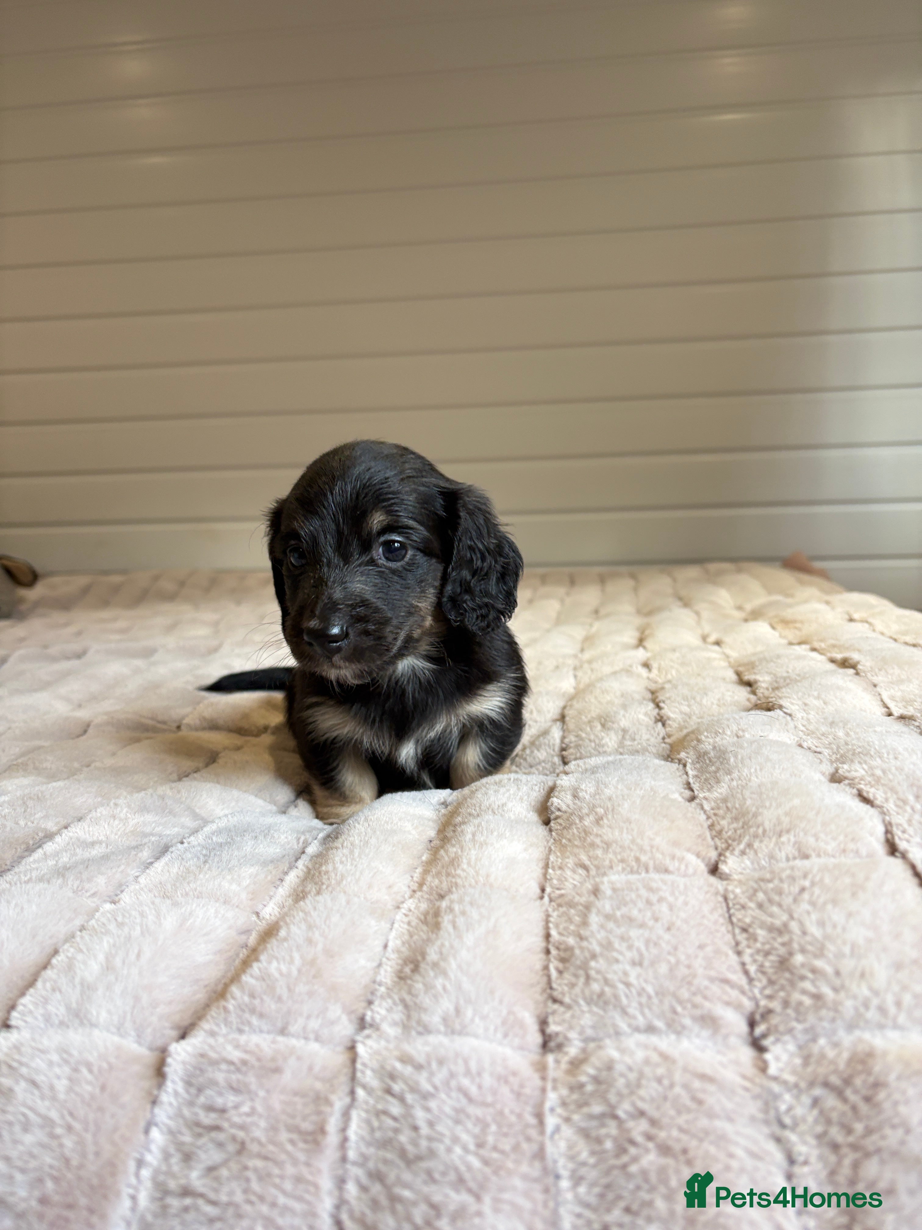 Miniature Dachshund dogs 🩵LONG HAIRED CREAM DACHSHUNDS🩵 - Advert 9