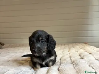 Miniature Dachshund dogs 🩵LONG HAIRED CREAM DACHSHUNDS🩵 - Advert 4