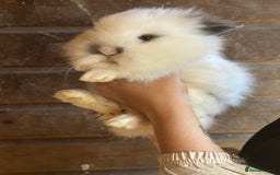 Lionhead rabbits for sale: Extra Special Lionhead Bunnies  - Image 14