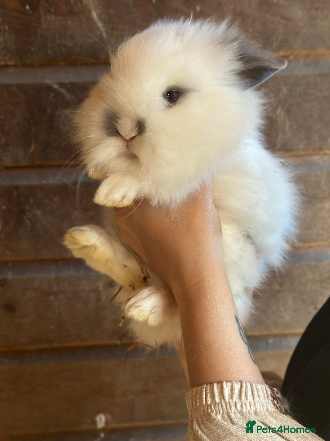 Lionhead rabbits for sale: Extra Special Lionhead Bunnies  - Image 14