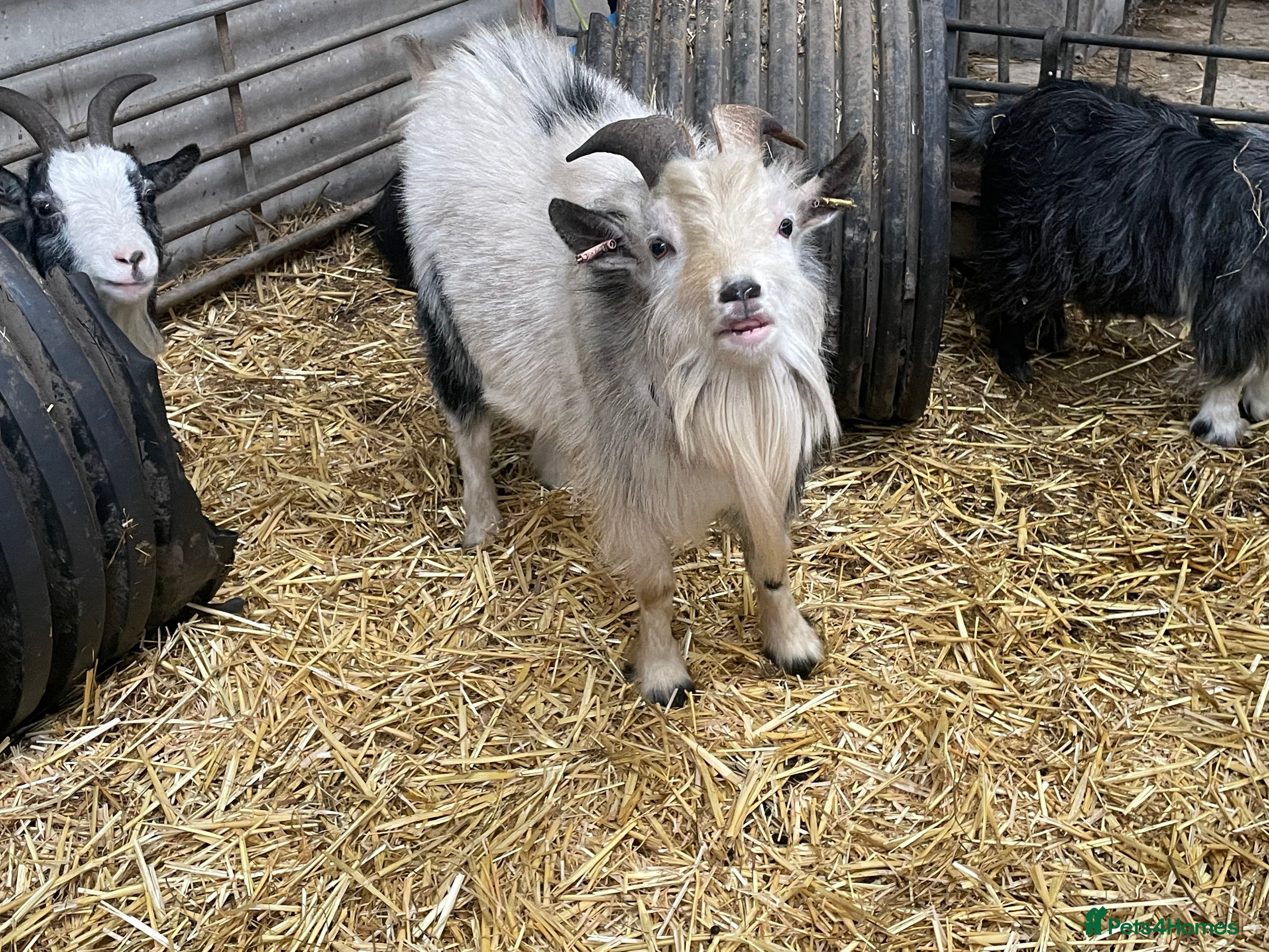 Goats livestock Billy Pygmy goat looking for new home - Advert 5