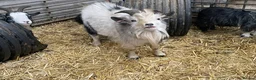Goats livestock for sale: Billy Pygmy goat looking for new home - Advert 1