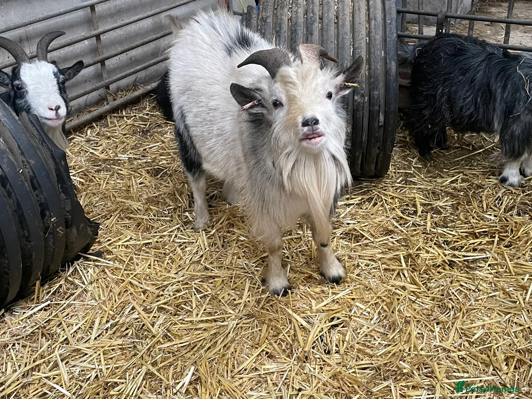 Goats livestock for sale: Billy Pygmy goat looking for new home - Advert 1