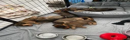 Miniature Dachshund dogs for sale: 6 miniature longhaired dachshund -  - Advert 5