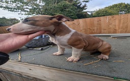 English Bull Terrier dogs for sale: Original English bull terriers  - Image 6