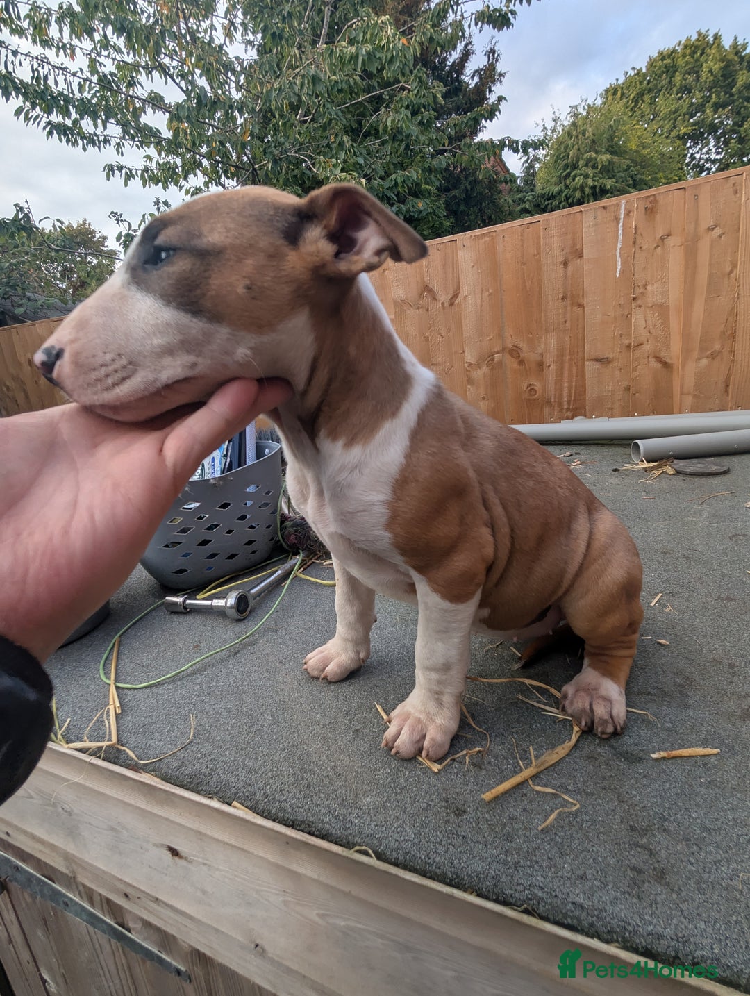 English Bull Terrier dogs for sale: Original English bull terriers  - Image 6