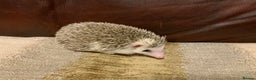 Pygmy Hedgehog rodents for sale: African Pygmy hedgehogs  - Advert 4
