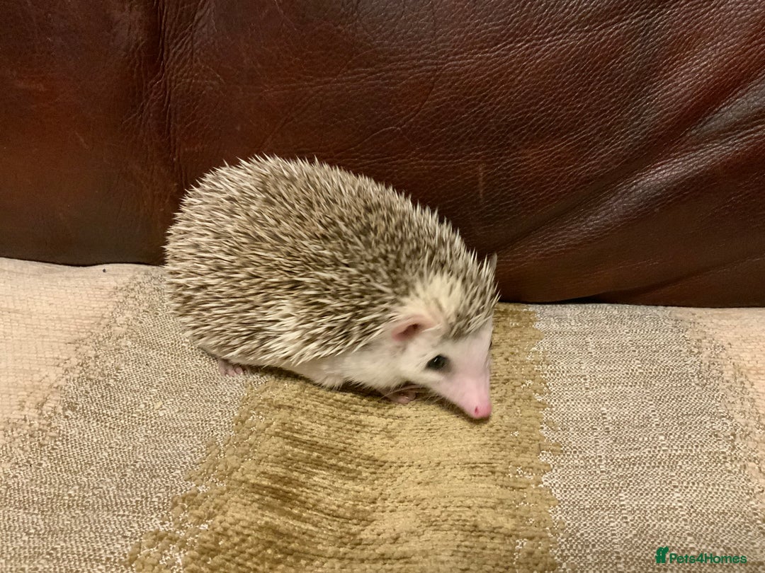 Pygmy Hedgehog rodents for sale: African Pygmy hedgehogs  - Advert 4