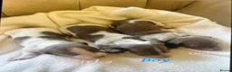 Miniature Dachshund dogs for sale: Lilac piebald miniature dachshund puppies - Advert 2