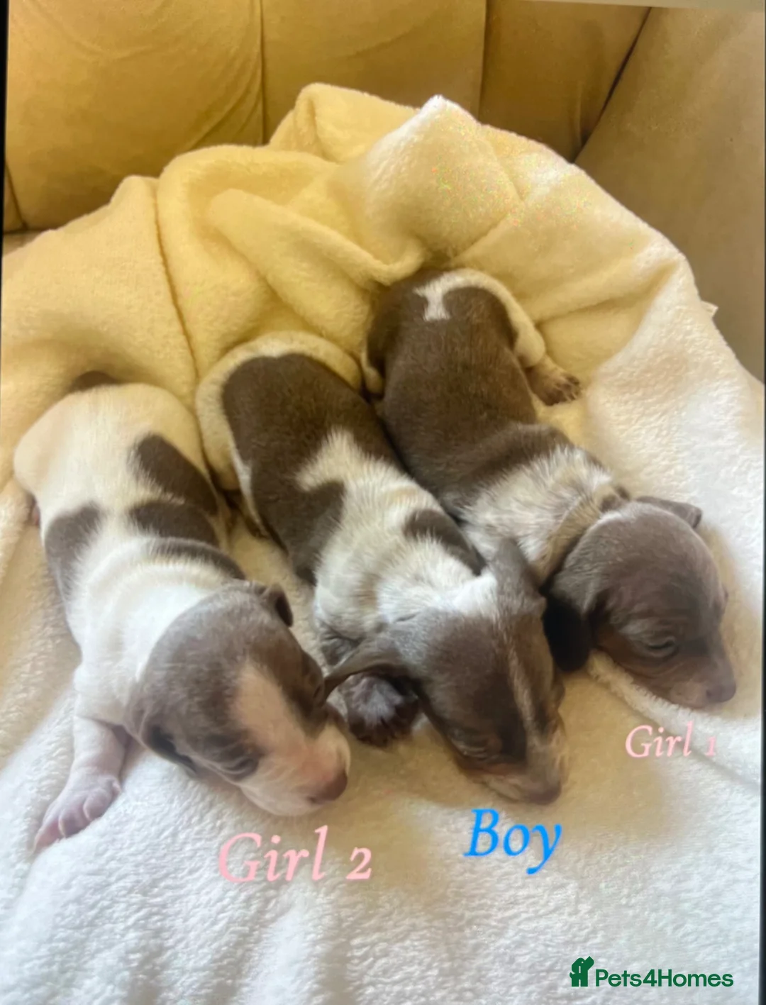 Miniature Dachshund dogs for sale: Lilac piebald miniature dachshund puppies - Advert 2