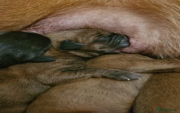 Mixed Breed dogs for sale: 7 Douge De Bordeaux X Presa Canario  - Image 6