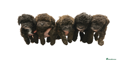 Toy Poodle dogs Kc toy poodles sable/brindle colours  - Advert 4