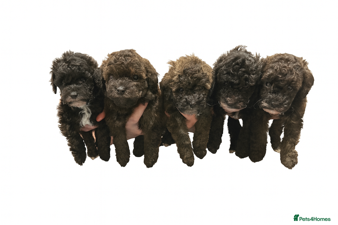 Toy Poodle dogs for sale: Kc Tiny toy poodles DNA 🧬 clear  - Advert 6