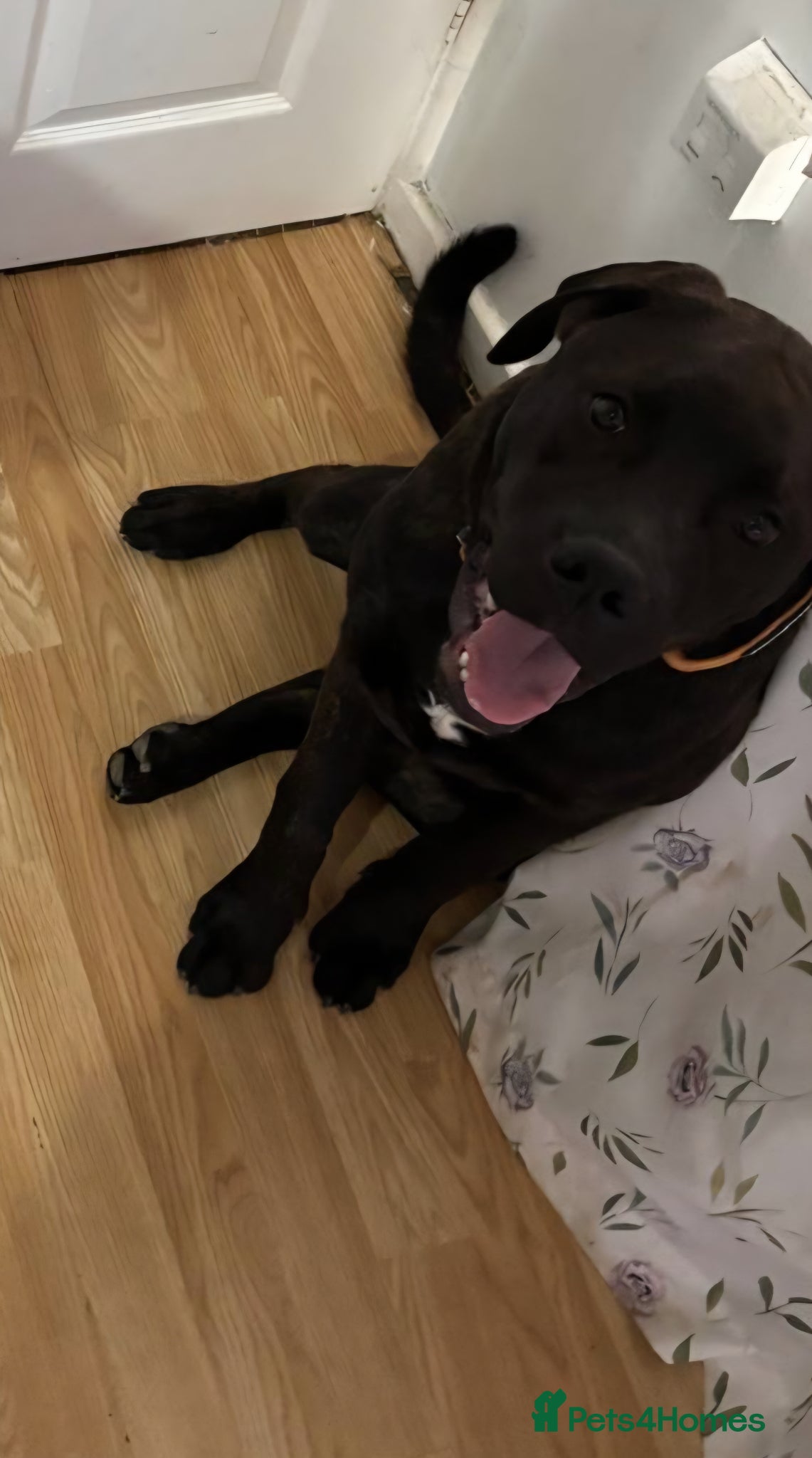 Mixed Breed dogs Boomer - Advert 1