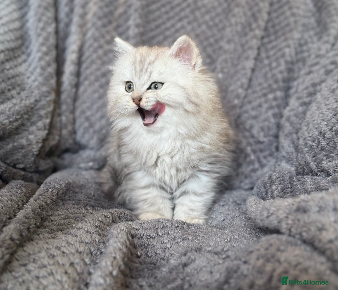 British Longhair cats for sale: Stunning fluffy Maine coon x british longhair  - Image 1