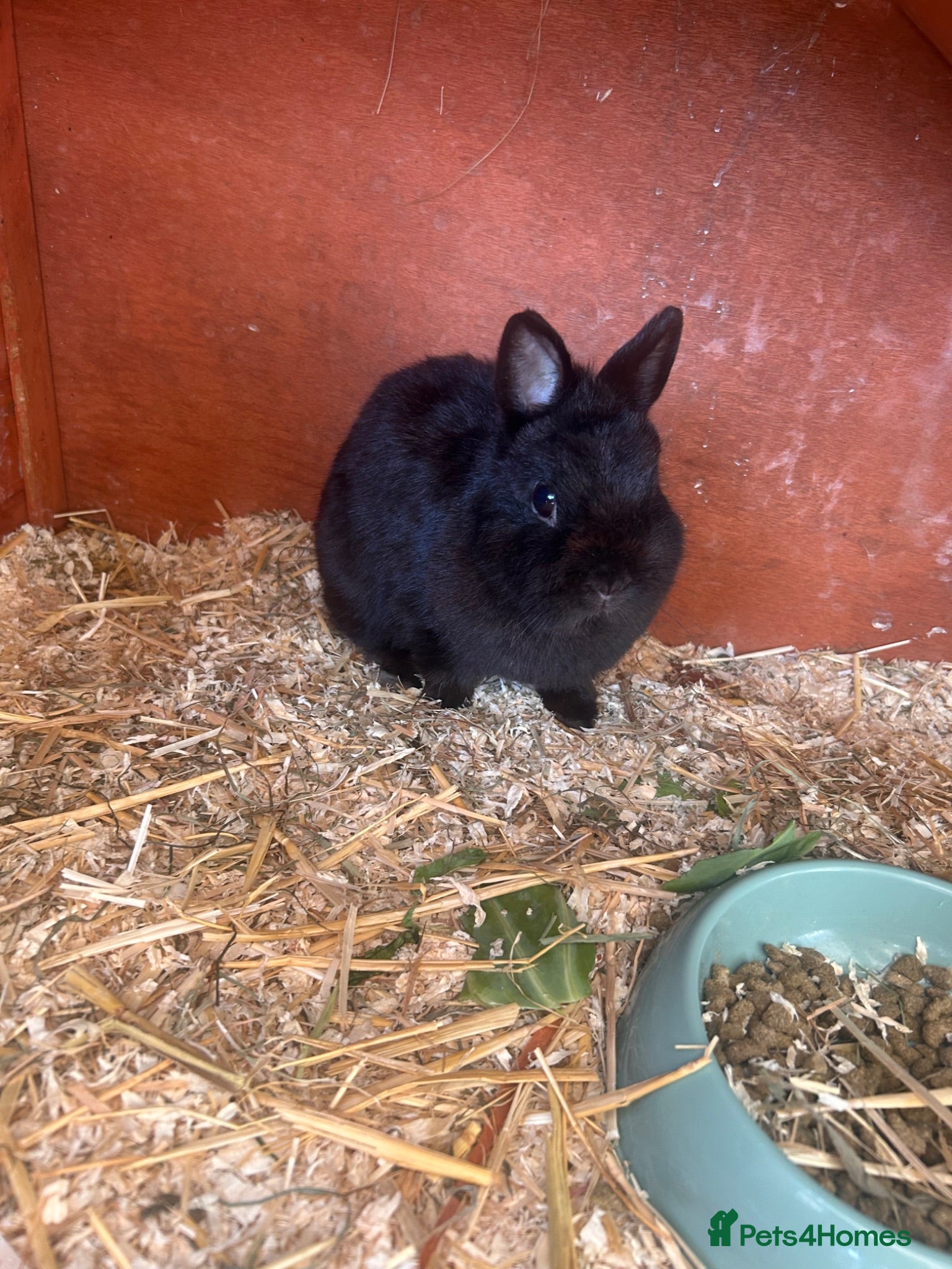 Netherland Dwarf rabbits Male&Female Netherland dwarf - Advert 1