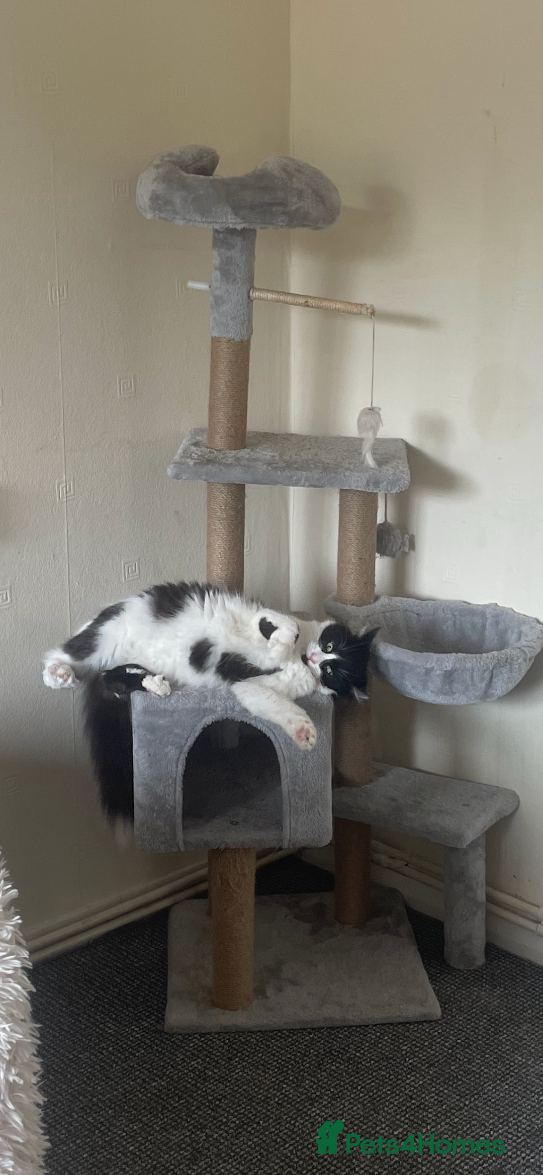 British Longhair cats for sale: British Longhair - Advert 2