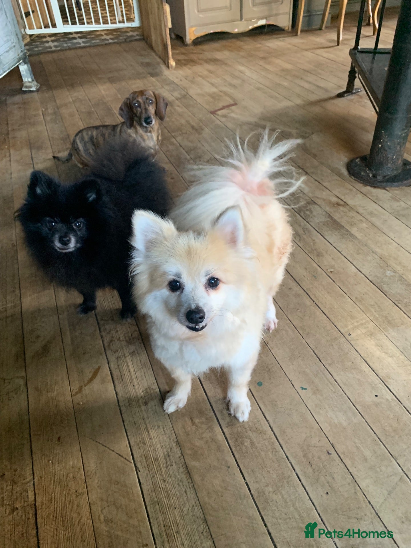 Pomeranian dogs Pomeranian female  - Advert 4