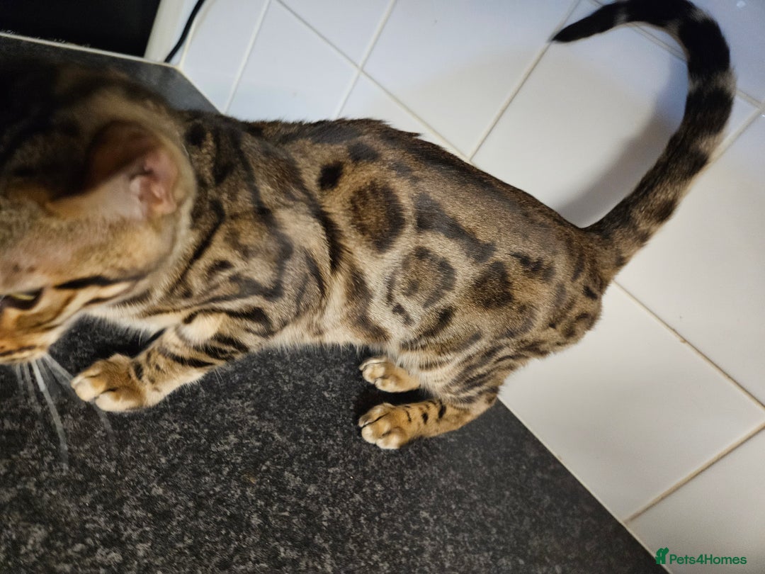 Bengal cats for sale: Silver/ mink bengals kittens  - Advert 9