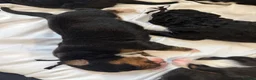 Bernedoodle dogs for sale: Beautiful Tri colour bernedoodle puppies  - Advert 10