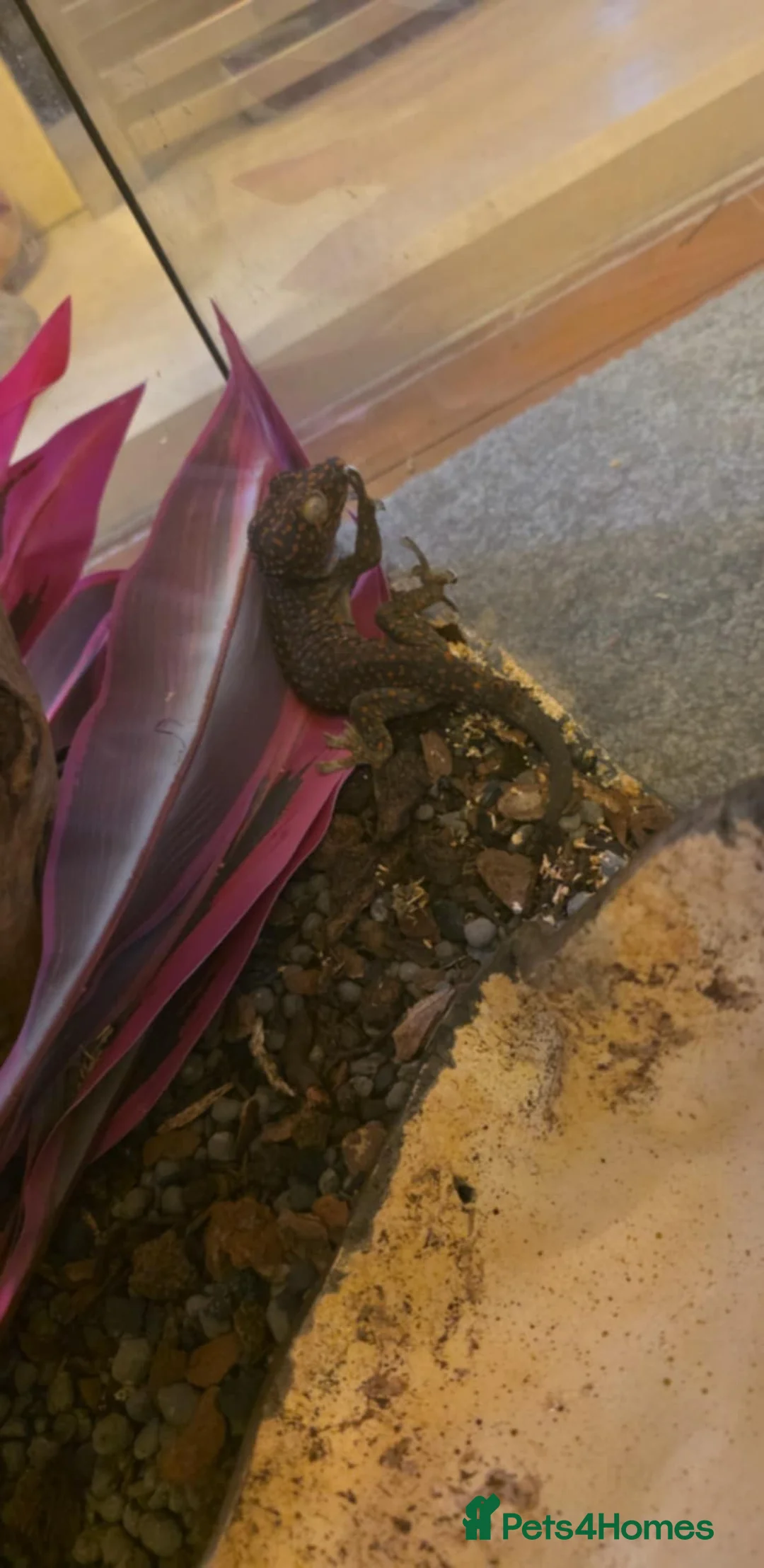 Gecko reptiles for sale: Tokay gecko and set up  - Advert 2