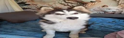 Shepsky dogs for sale: Gerberian Shepsky Puppies - Advert 3