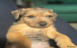 Mixed Breed dogs for sale: Patterdale X Border terrier puppies  - Image 3