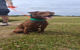 Patterdale Terrier dogs for stud: Working patterdale for stud - Image 1
