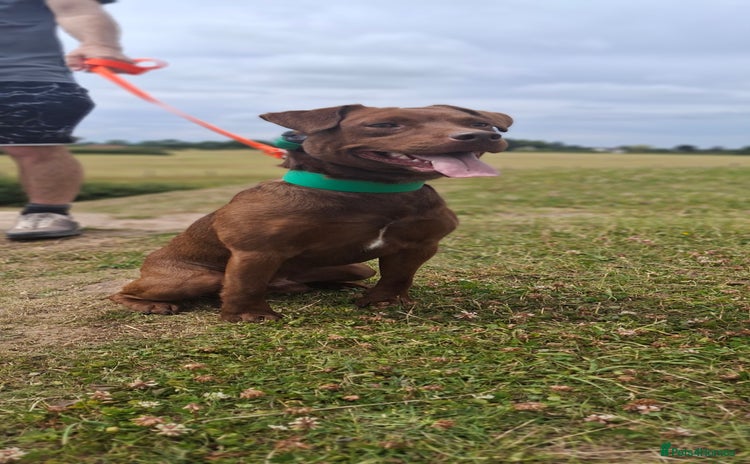 Patterdale Terrier dogs - Advert 3