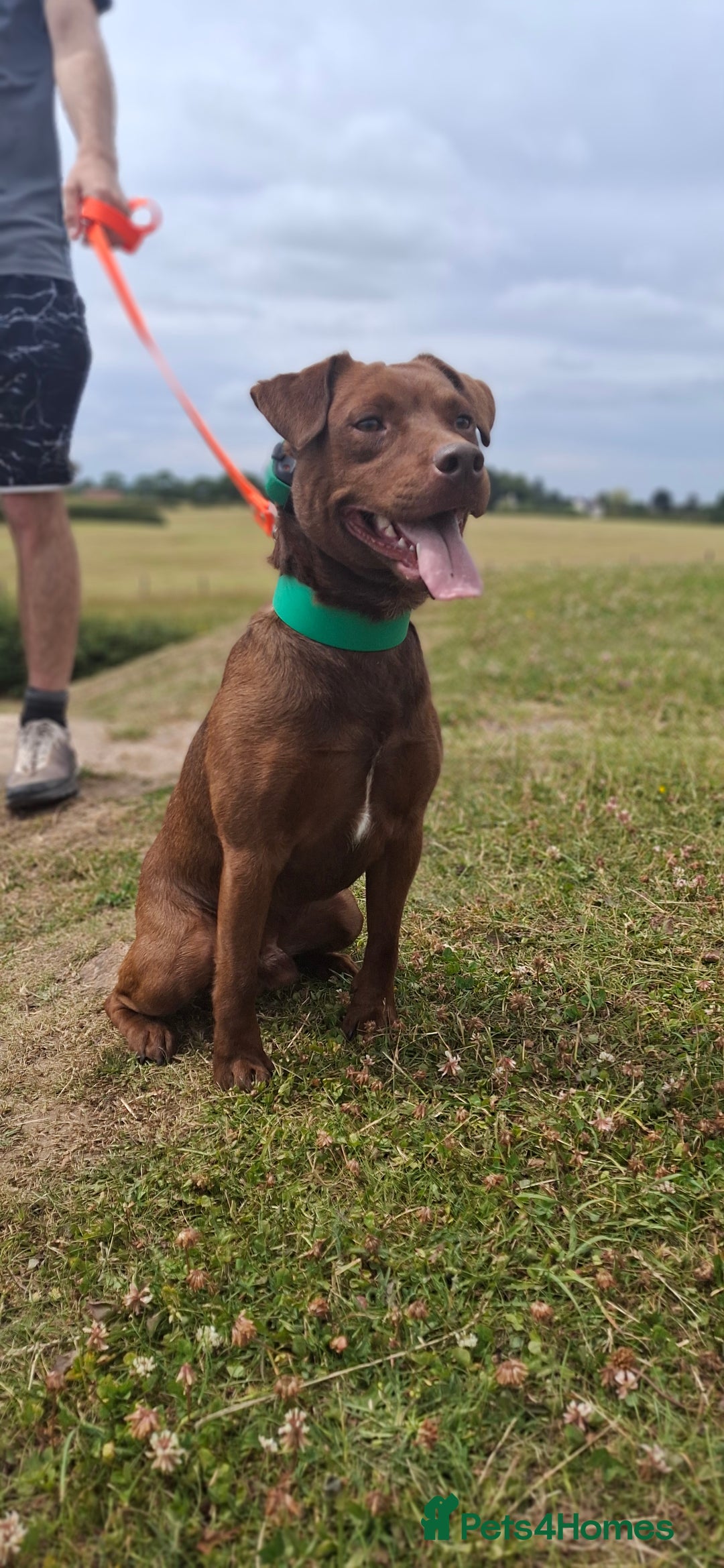 Patterdale Terrier dogs for stud: Working patterdale for stud - Image 1