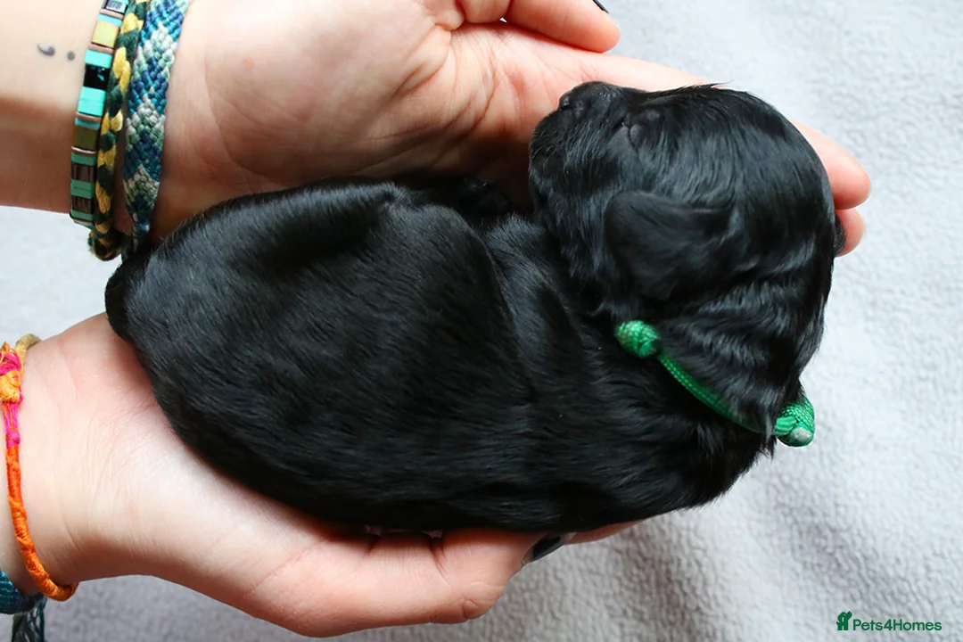 Cockapoo dogs for sale: Cockapoo Puppies for sale in Brighton - Advert 18