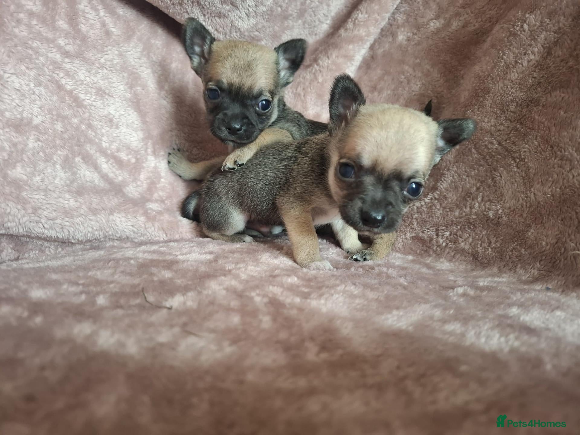 Chihuahua dogs 4 Tiny Apple head Chihuahuas  - Advert 2