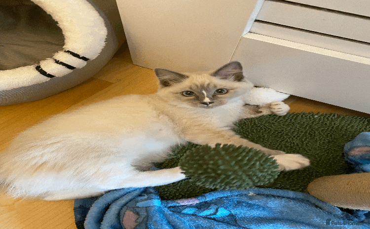 Ragdoll cats - Advert 3