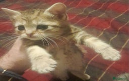 Manx cats for sale: Pretty Kittens - Image 2