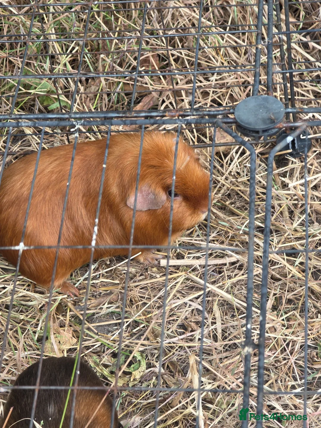 Guinea Pig rodents for sale: Adult female guinea pigs - Advert 5