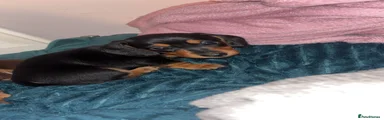 Miniature Dachshund Black and Tan girl