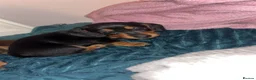 Miniature Dachshund dogs for sale: Miniature dachshund puppies - Advert 15