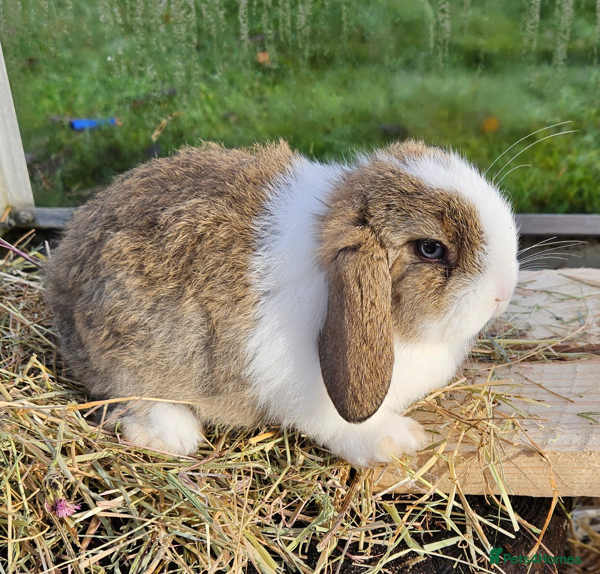 Mini Lop rabbits Mini Lop Boy - 9 weeks old and ready to leave. - Advert 1