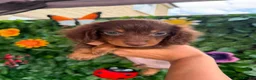 Dachshund dogs for sale: READY TO LEAVE!🥰 1 GORGEOUS BOY LEFT AVAILABLE🥰 - Advert 3