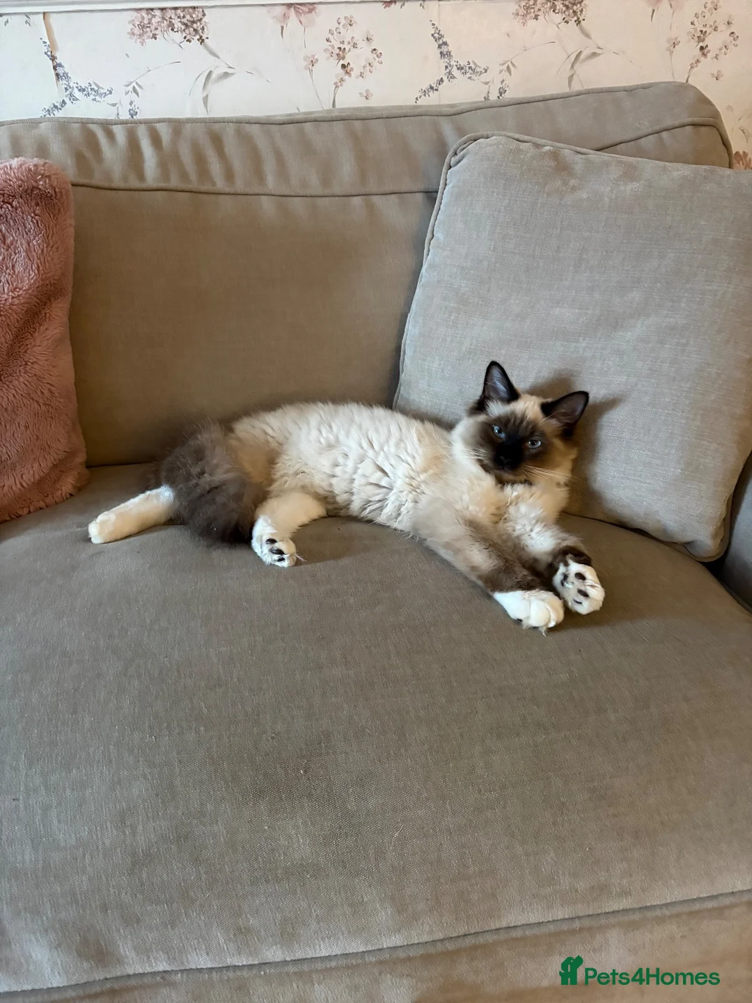Ragdoll cats for sale: Ragdoll Male For Sale  in Gravesend - Advert 1